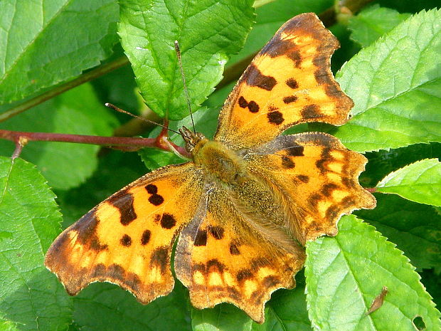 babôčka zubatokrídla Polygonia c-album  Linnaeus, 1758