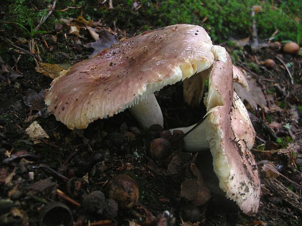 plávka Russula sp.