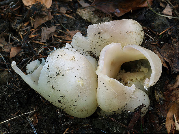 tulipánovka fialová Sarcosphaera coronaria (Jacq.) J. Schröt.