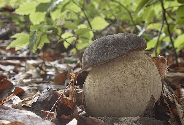 hríb bronzový Boletus aereus Bull. ex Fr.