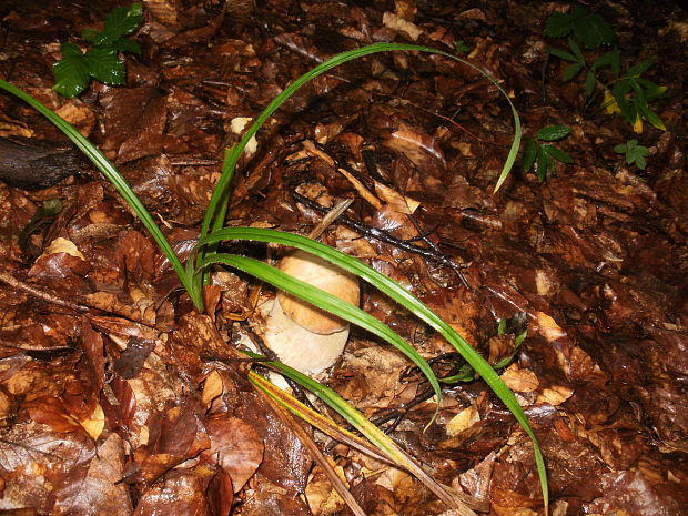 hríb sosnový Boletus pinophilus Pil. et Dermek in Pil.