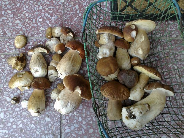 hríb dubový Boletus reticulatus Schaeff.