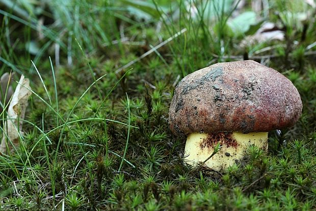 hríb príveskatý Butyriboletus appendiculatus (Schaeff. ex Fr.) Secr.