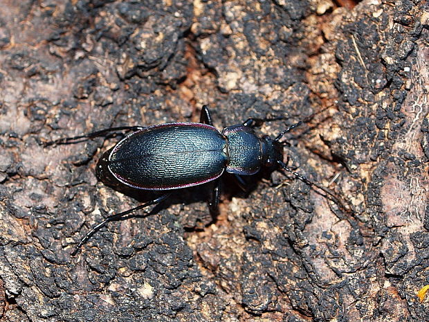 bystruška menivá Carabus scheidleri