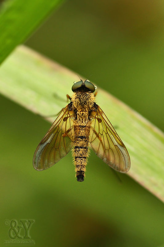 mUHA JEDNA :) Chrysopilus sp.