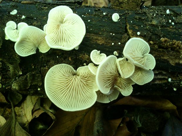 pahliva Crepidotus sp.