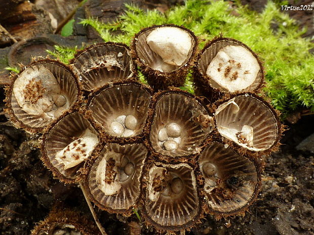 čiaškovec pásikavý Cyathus striatus (Huds.) Willd.