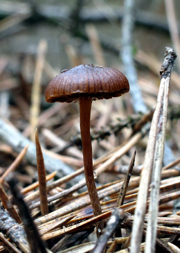 kapucňovka Galerina sp.