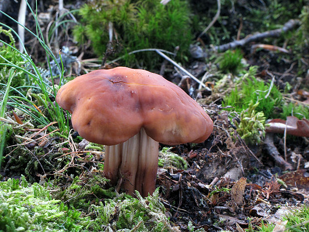 peniazovka vretenovitohlúbiková Gymnopus fusipes (Bull.) Gray