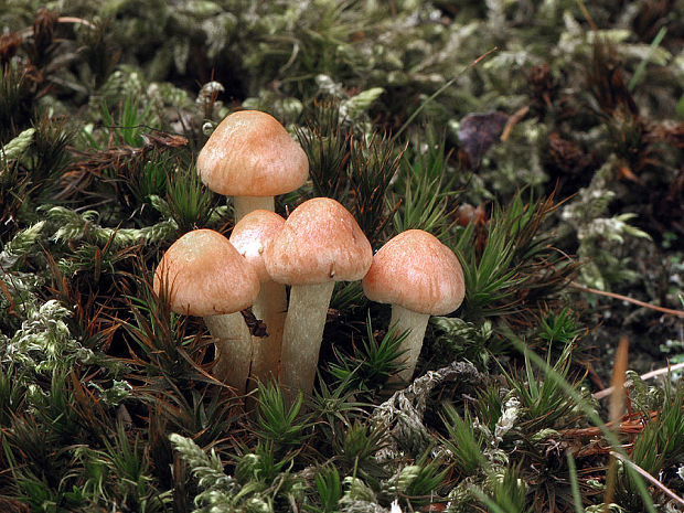 strapcovka zväzkovitá Hypholoma fasciculare (Huds.) P. Kumm.