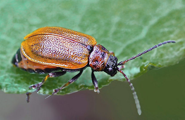 váhavec rakytový Lochmaea capreae