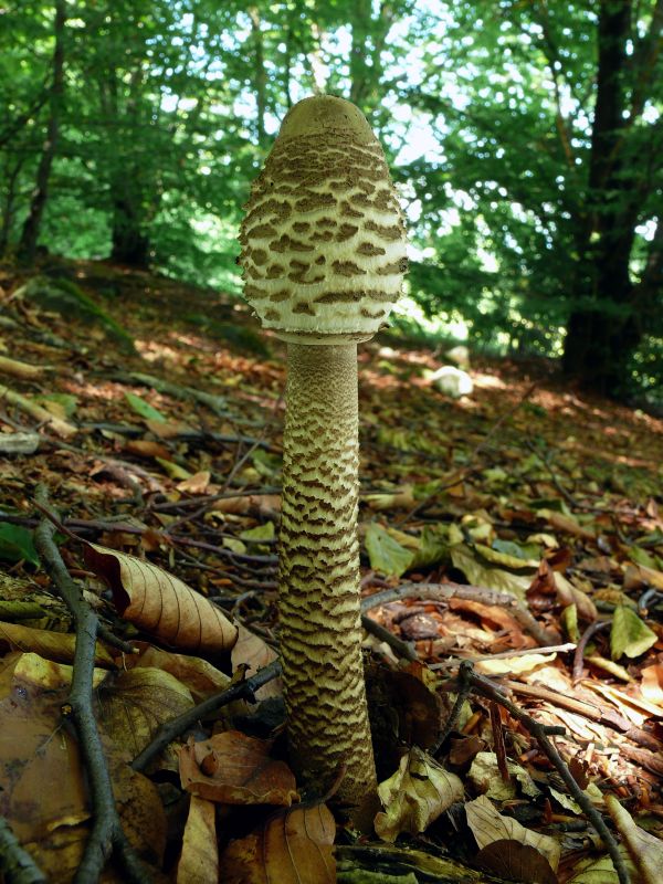 bedľa vysoká Macrolepiota procera (Scop.) Singer