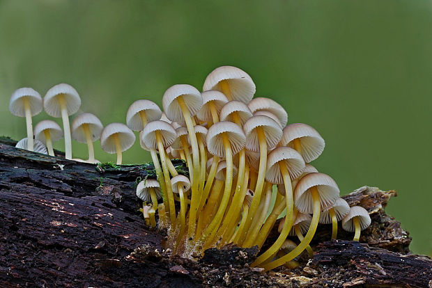 prilbička žltohlúbiková Mycena renati Quél.