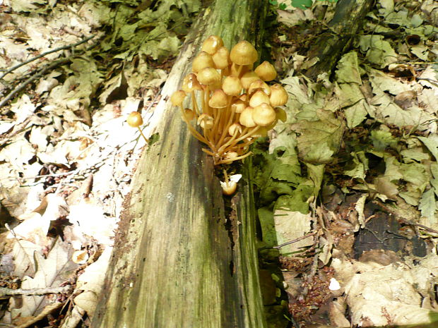 nepoznám Mycena sp.