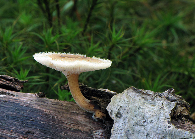 trúdnik Polyporus sp.