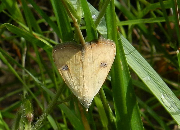 pamora trávová Rivula sericealis