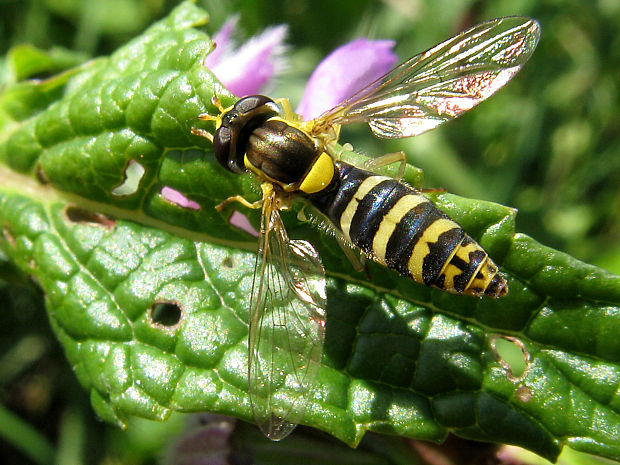 pestrica písaná/pestřenka psaná Sphaerophoria scripta (Linnaeus, 1758)