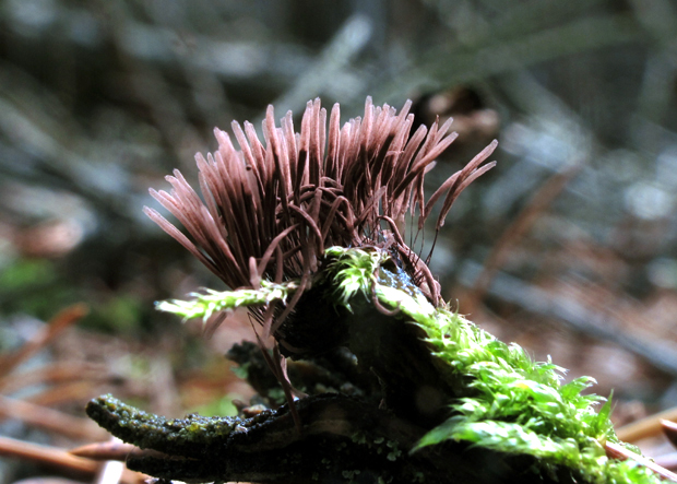 pazderka Stemonitis sp.