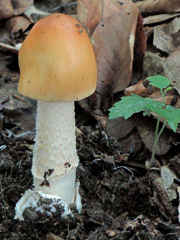 muchotrávka oranžová Amanita crocea (Quél.) Singer