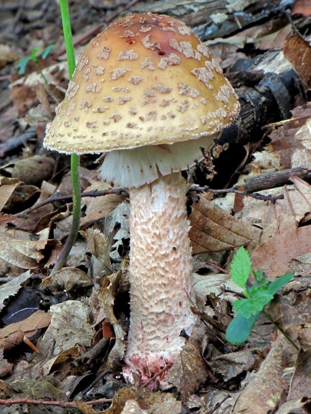 muchotrávka červenkastá Amanita rubescens Pers.