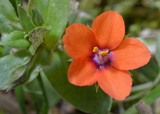 drchnička roľná Anagallis arvensis L.