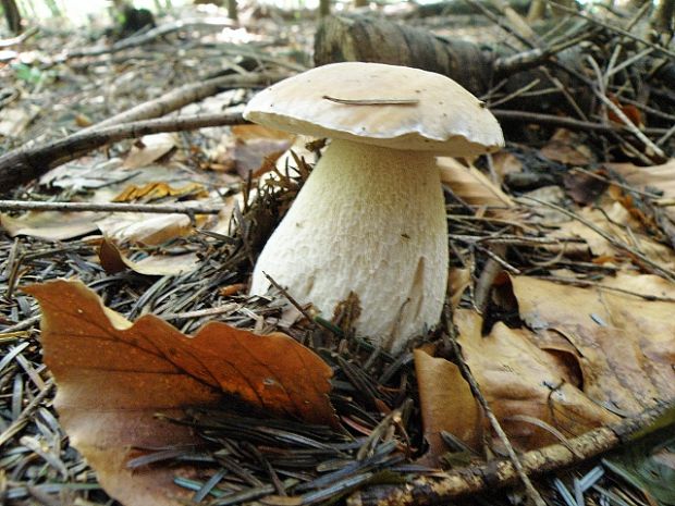 hríb smrekový Boletus edulis Bull.