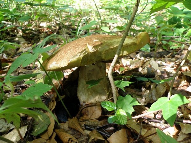 hríb smrekový Boletus edulis Bull.