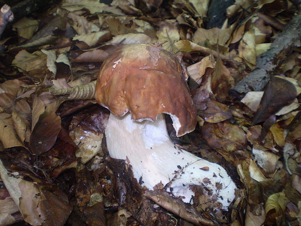 hríb dubový Boletus reticulatus Schaeff.