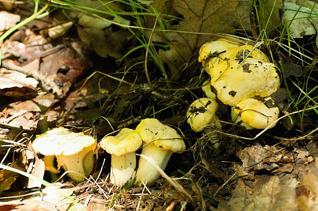 kuriatko jedlé Cantharellus cibarius Fr.