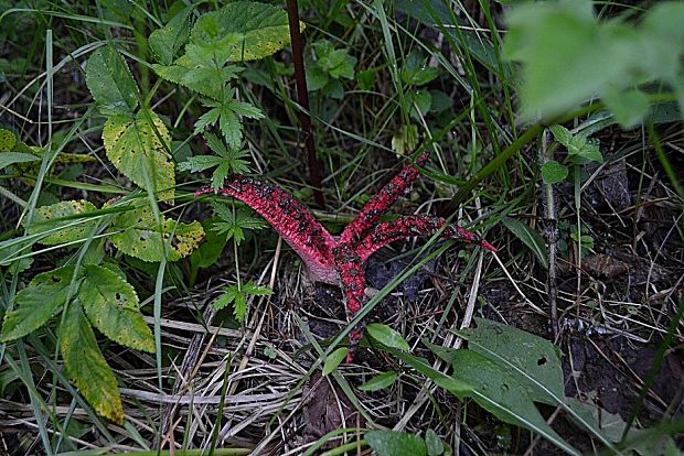 mrežovka kvetovitá Clathrus archeri (Berk.) Dring