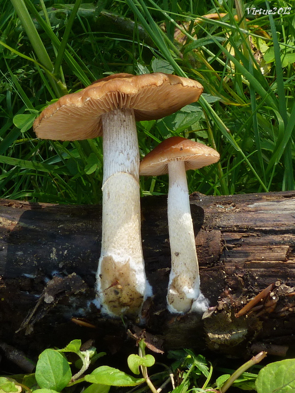 pavučinovec??? Cortinarius sp.