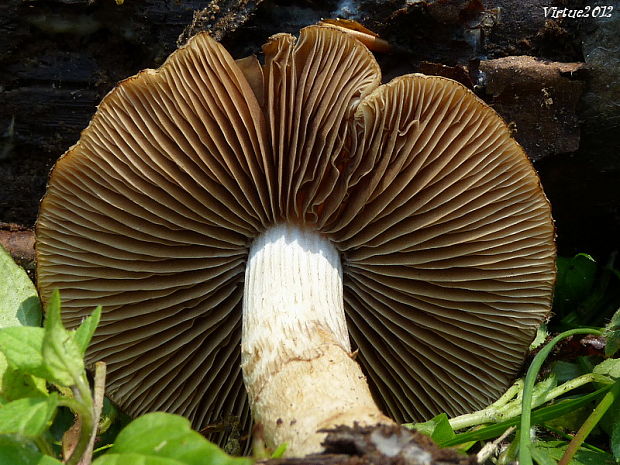 pavučinovec??? Cortinarius sp.