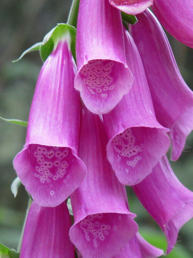 náprstník červený Digitalis purpurea L.