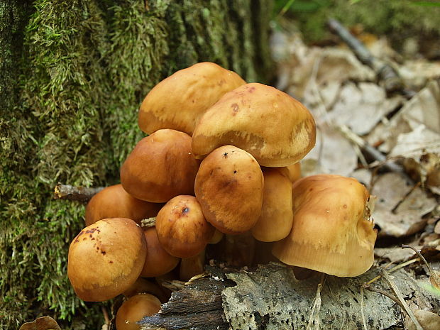 peniazovka vretenovitohlúbiková Gymnopus fusipes (Bull.) Gray