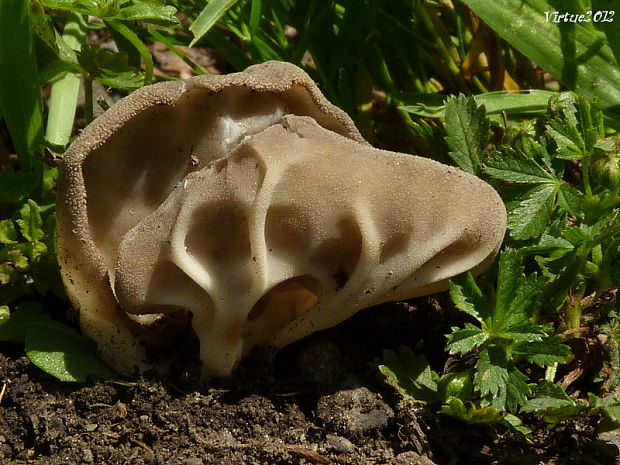 chriapač kalíškovitý Helvella acetabulum (L.) Quél.