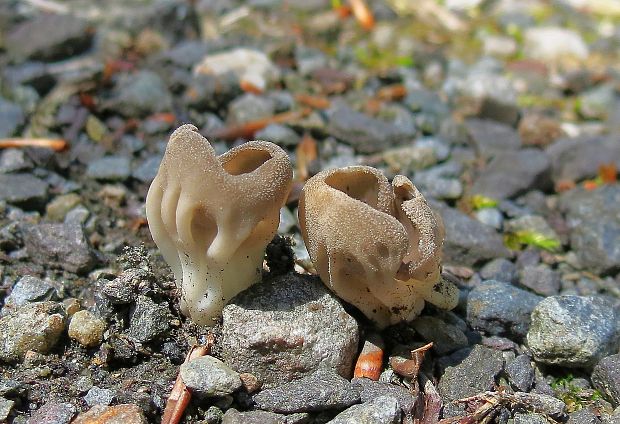 chriapač kalíškovitý Helvella acetabulum (L.) Quél.