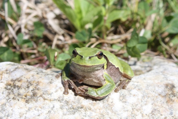 rosnička zelená Hyla arborea