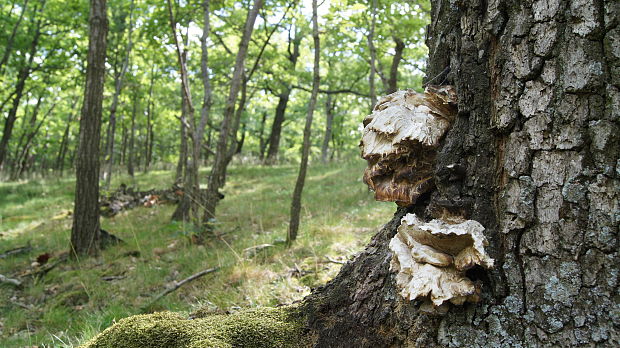 sírovec obyčajný Laetiporus sulphureus (Bull.) Murrill