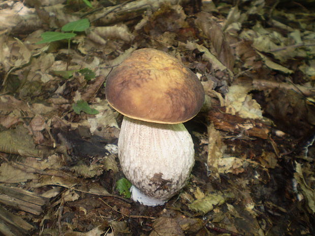 kozák hrabový Leccinum pseudoscabrum (Kallenb.) Šutara