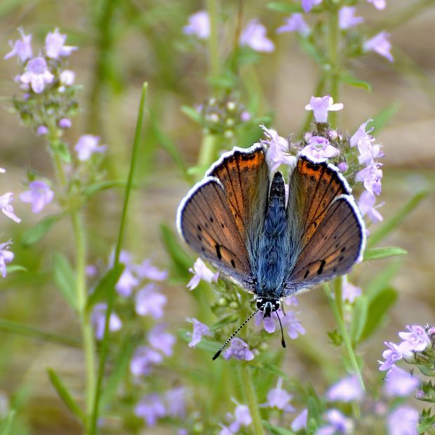 ohniváčik modrolesklý Lycaena alciphron