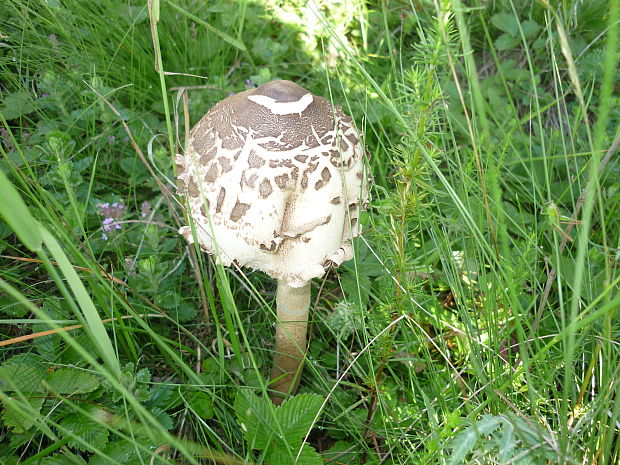 bedľa vysoká Macrolepiota procera (Scop.) Singer