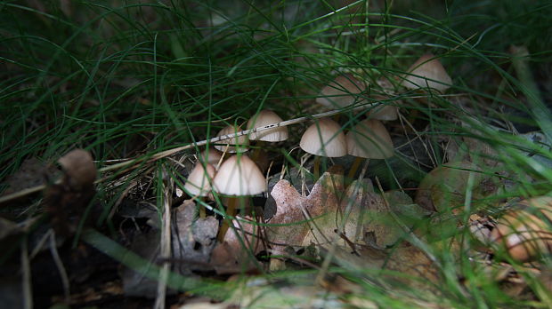 prilbička žltohlúbiková Mycena renati Quél.