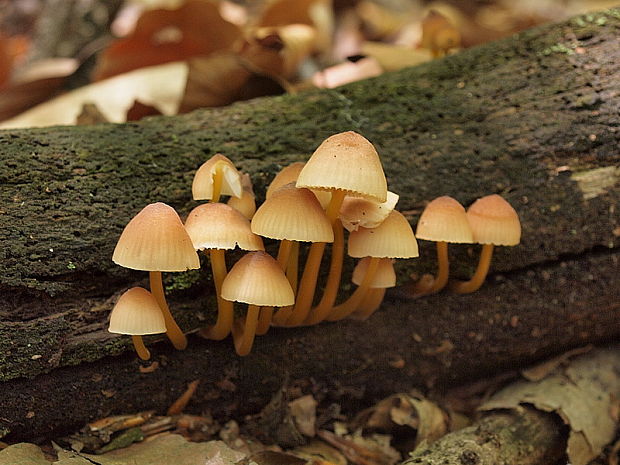 prilbička žltohlúbiková Mycena renati Quél.