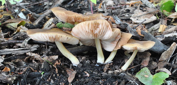 štítovka žltohlúbiková Pluteus romellii (Britzelm.) Sacc.