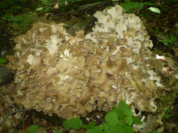 trúdnik klobúčkatý Polyporus umbellatus (Pers.) Fr.