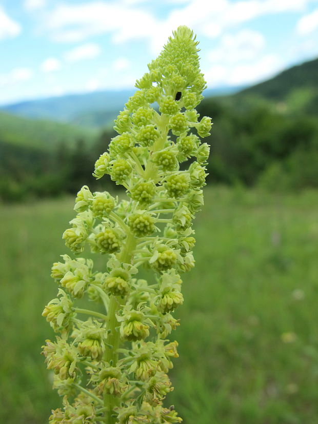 rezeda žltá Reseda lutea L.