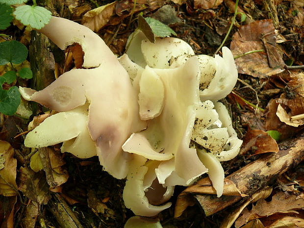 tulipánovka fialová Sarcosphaera coronaria (Jacq.) J. Schröt.