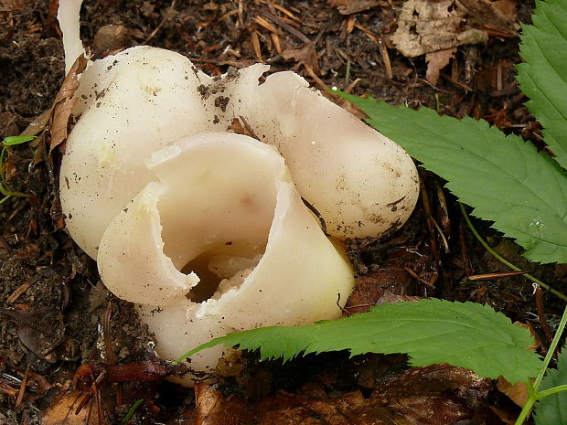 tulipánovka fialová Sarcosphaera coronaria (Jacq.) J. Schröt.