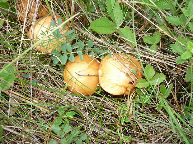 masliak obyčajný? Suillus luteus? (L.) Roussel