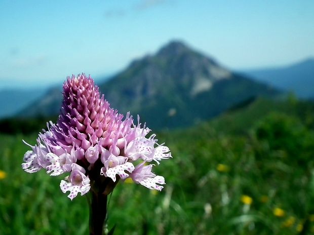 pavstavač hlavatý Traunsteinera globosa (L.) Reichenb.